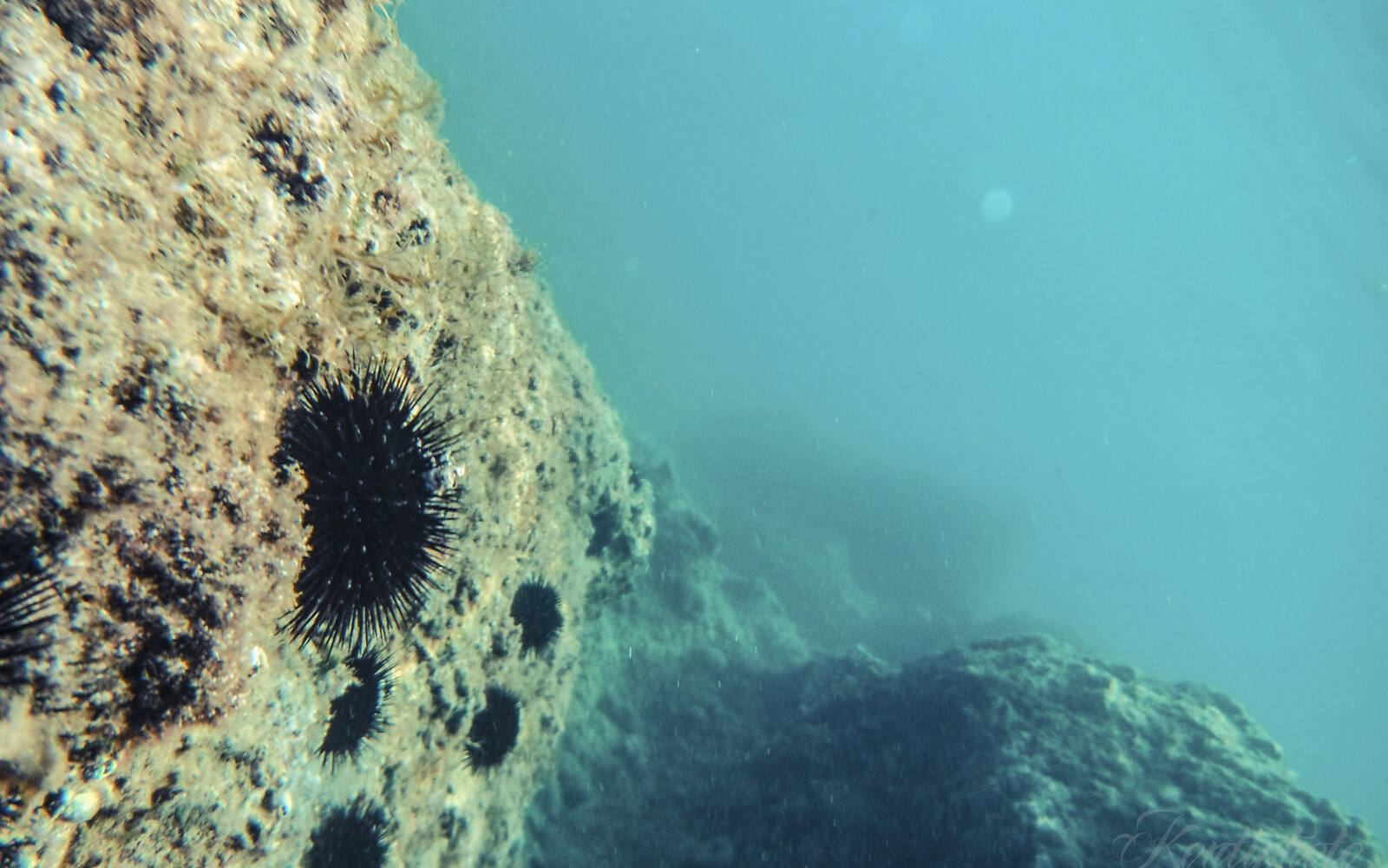 Zwarte zee-egels op een rots onder water in de heldere Adriatische Zee